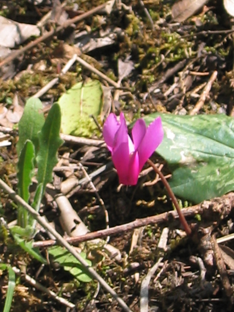 Fiori vari - coltivati e non